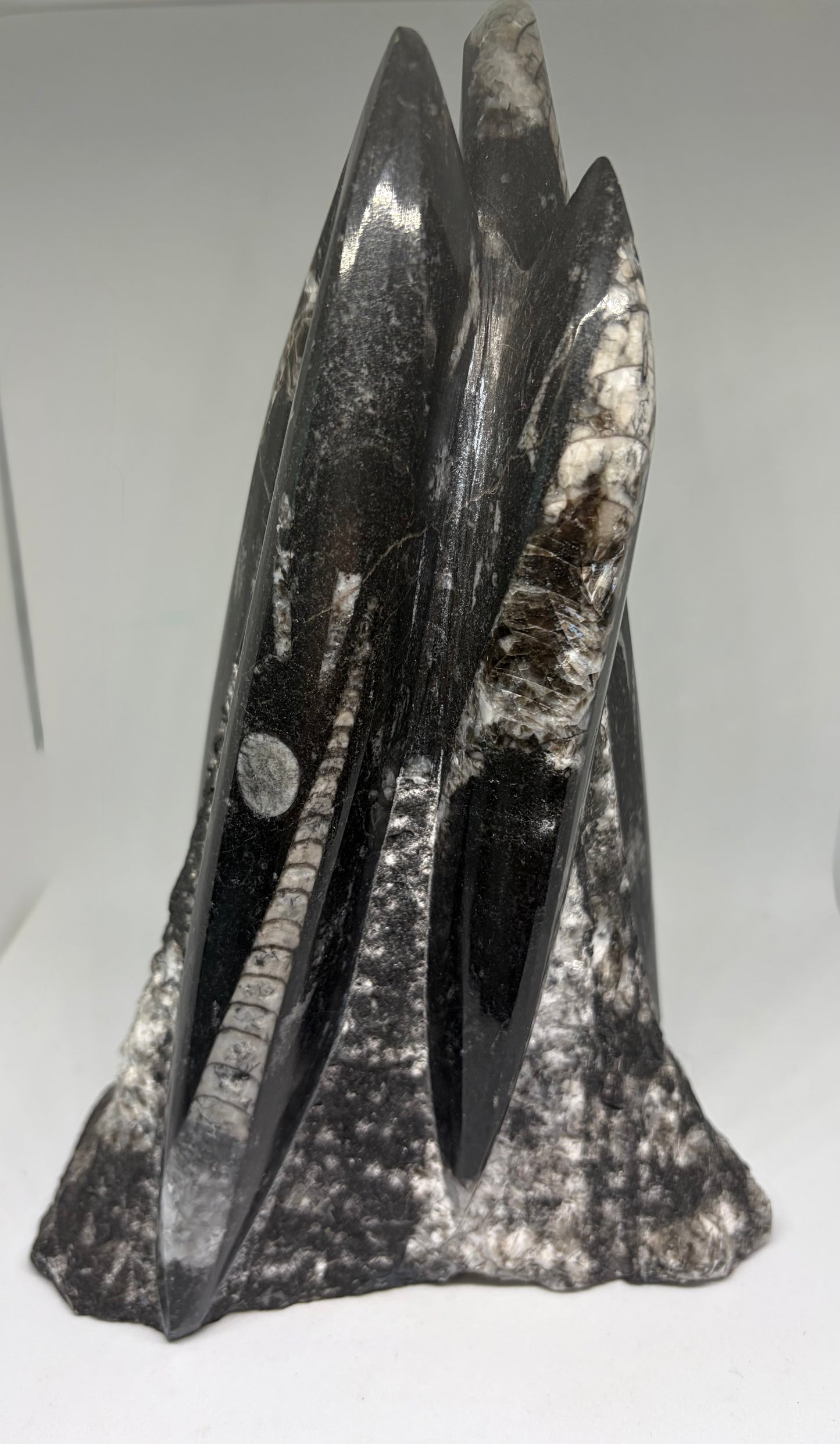 Orthoceras Fossil Sculpture