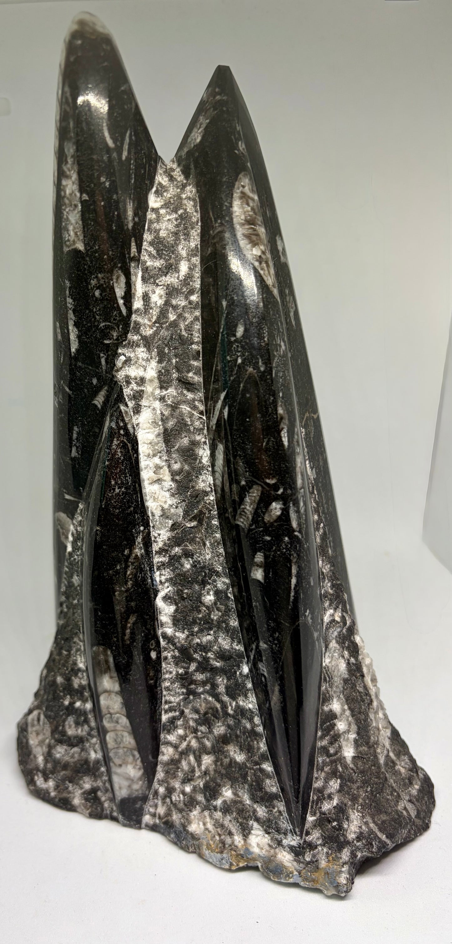 Orthoceras Fossil Sculpture