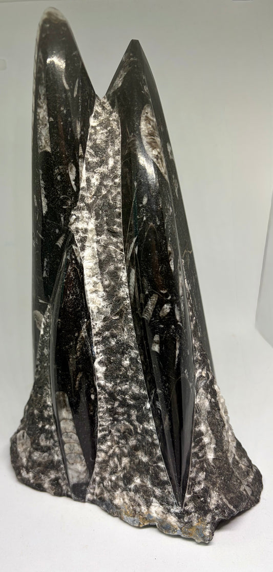 Orthoceras Fossil Sculpture