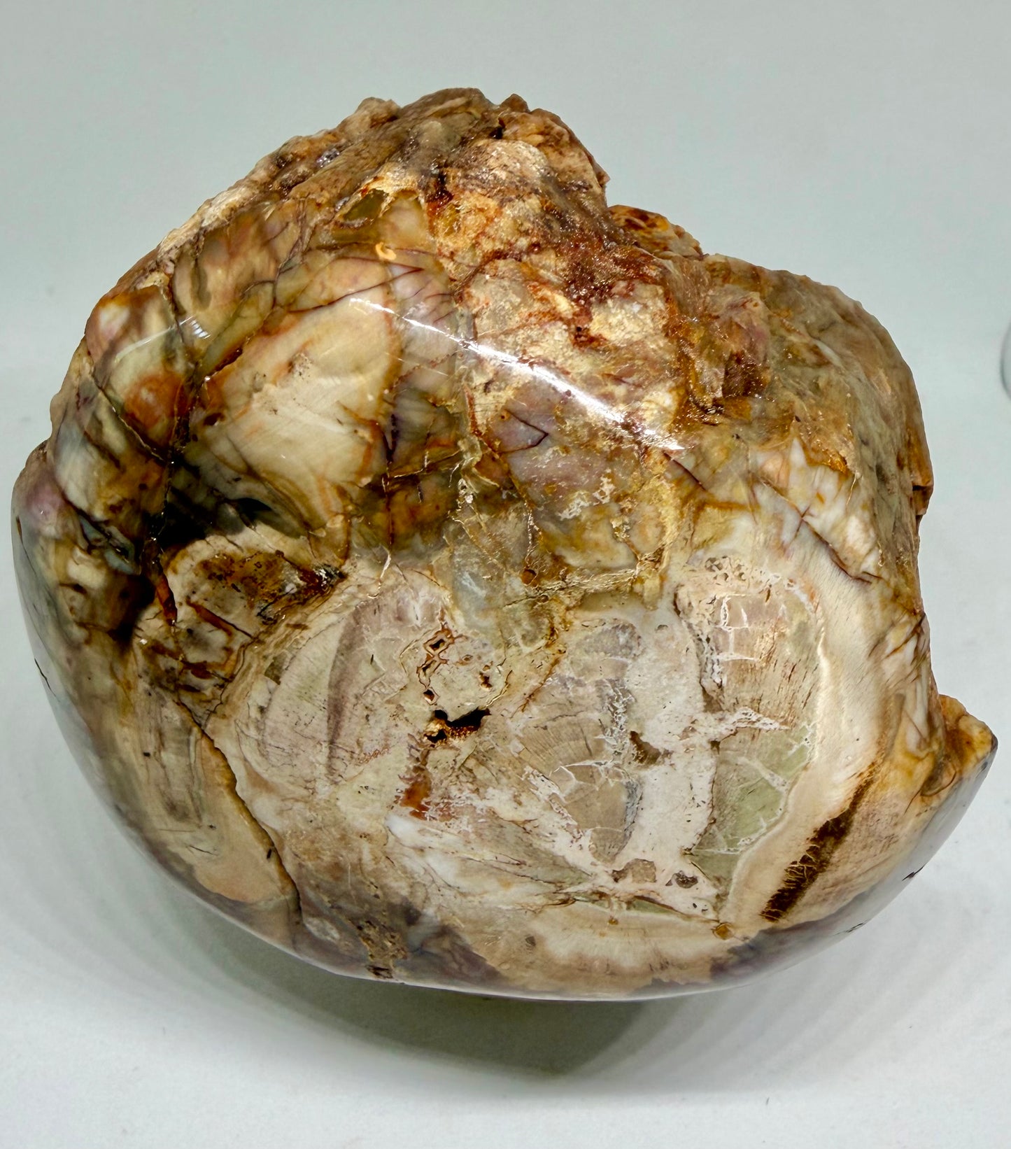 Petrified Wood