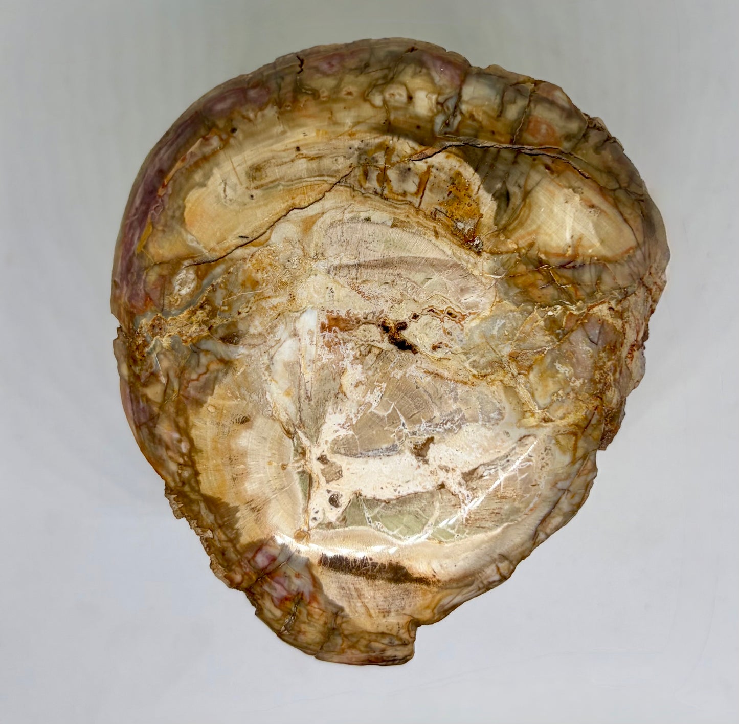 Petrified Wood
