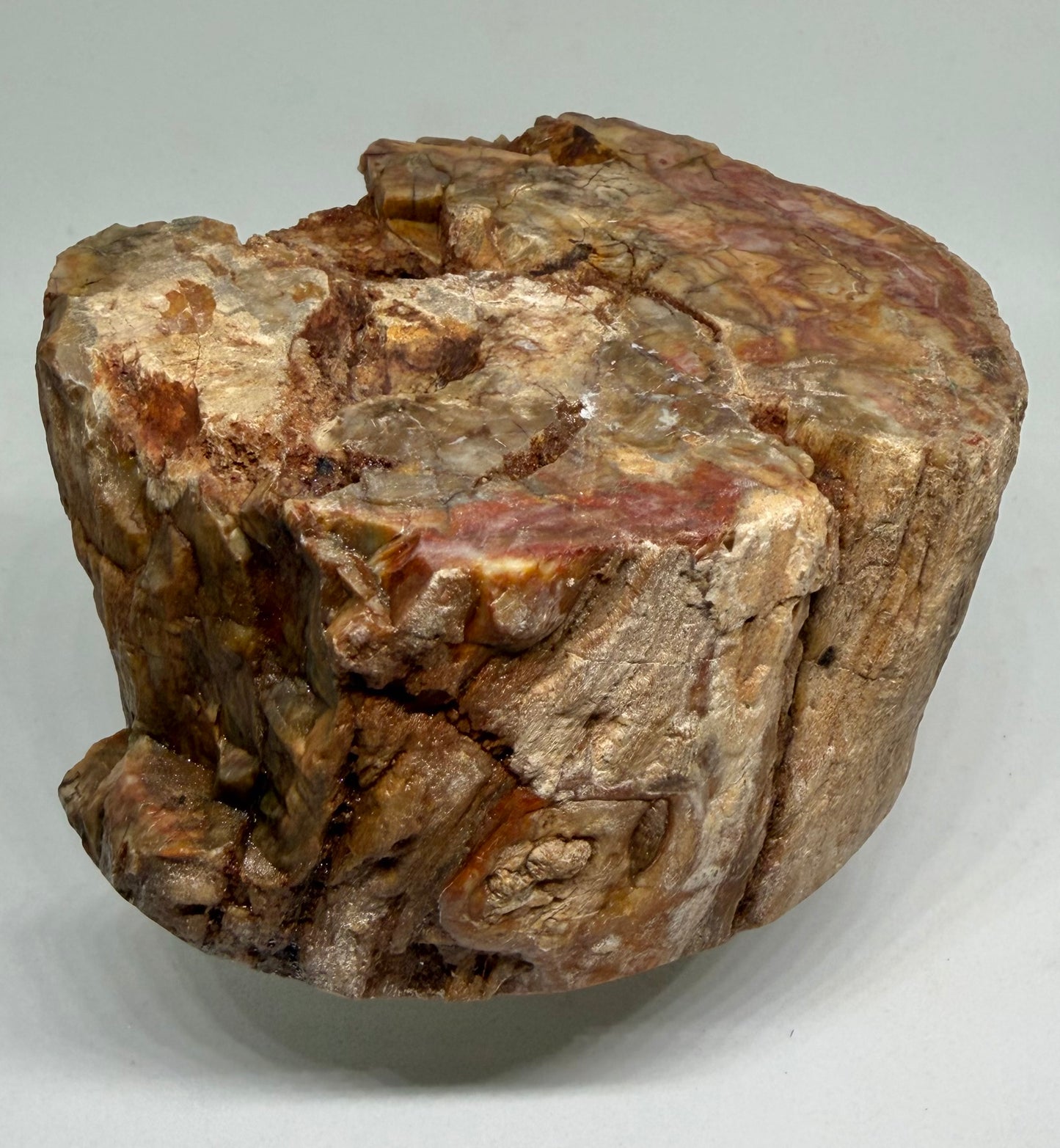 Petrified Wood