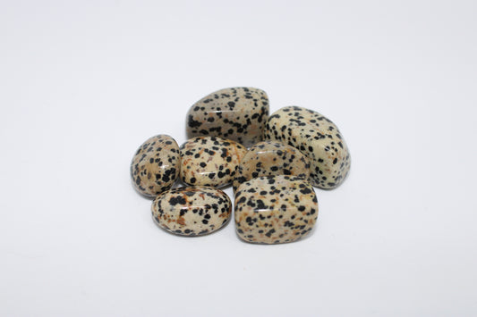 Dalmation Jasper
